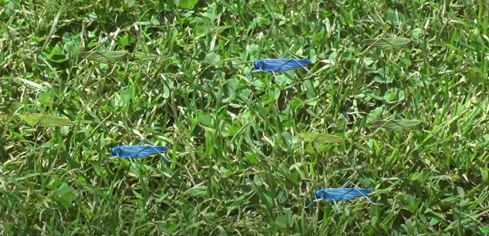 Rasen mit farbigen Heuschrecken